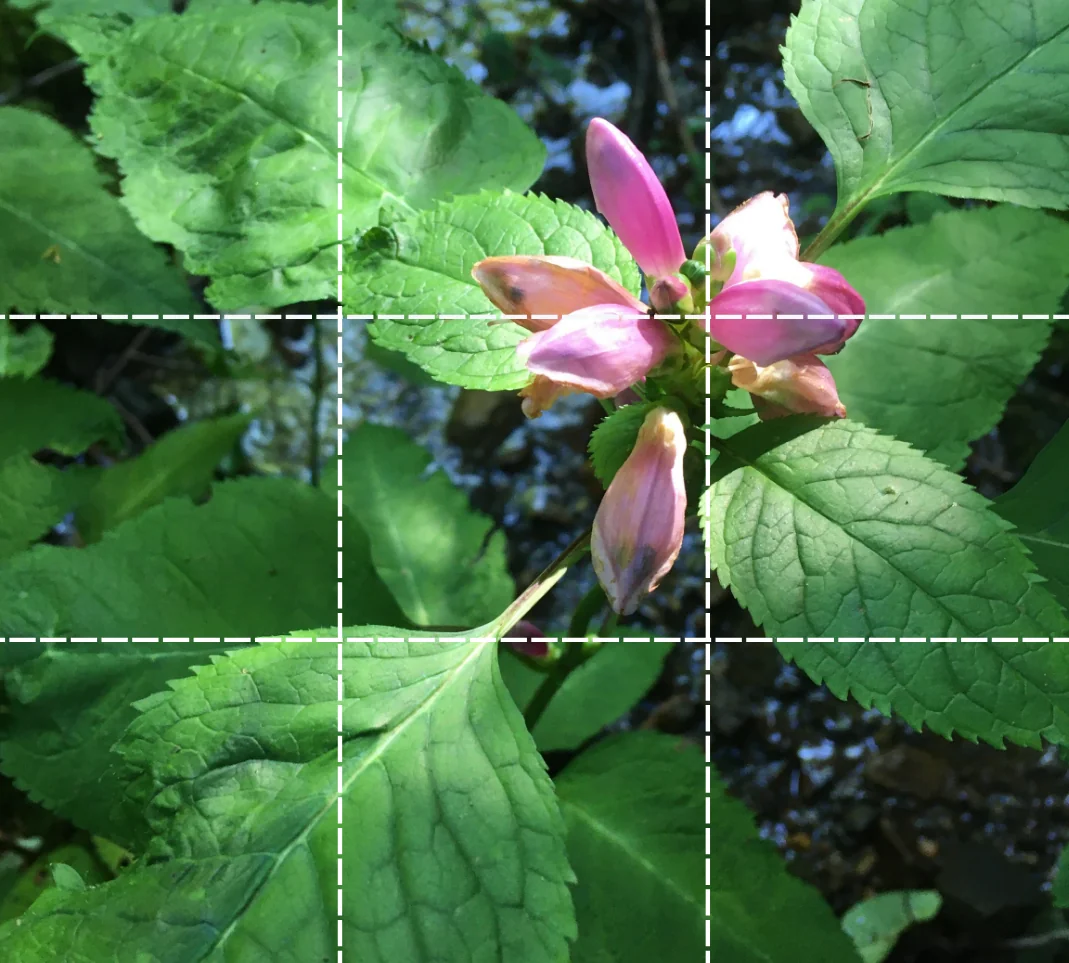Rule of thirds grid overlay demonstrating composition technique for field photography